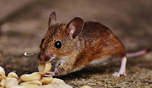 24 Hour & Emergency Exterminators in Sappho, WA